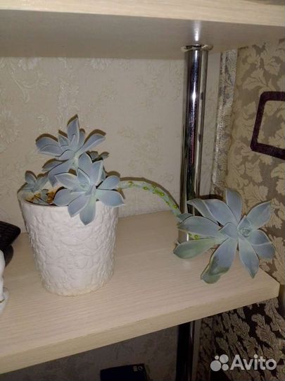 Эхиверия Трампет пинки, Суккуленты