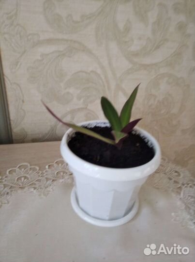 Цветы для дома