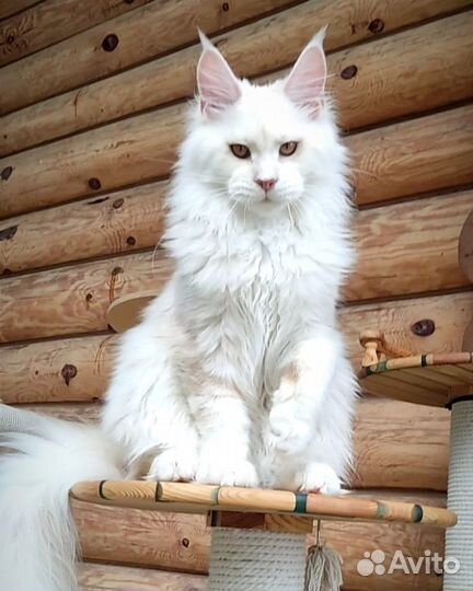 Котята мейн-кун
