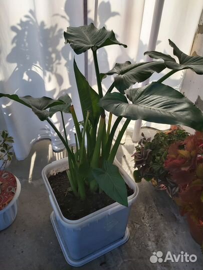 Калла белая