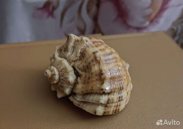 Морские ракушки раковины и звезда