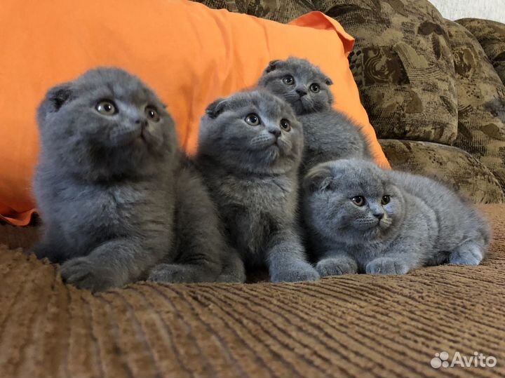 Клубные шотландские малыши икот для вязки