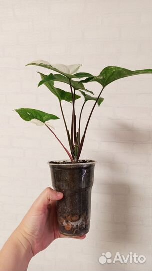 Сингониум imperial вайт в стакане 0.5 л