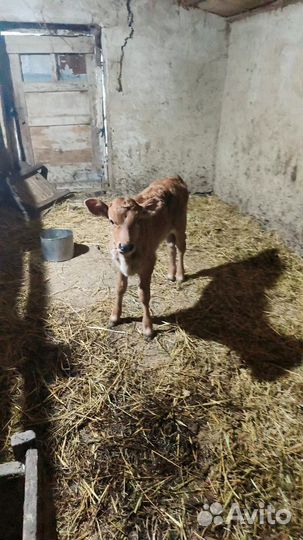 Коровы и телята