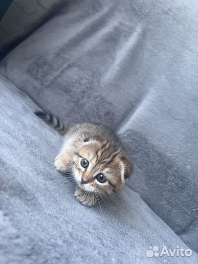 Шотландская вислоухая девочка