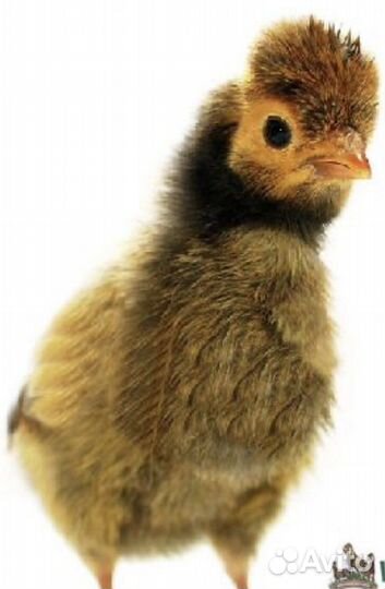 Цыплята суточные