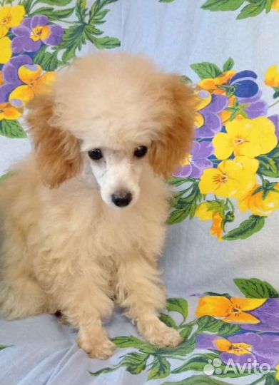 Щенки пуделя