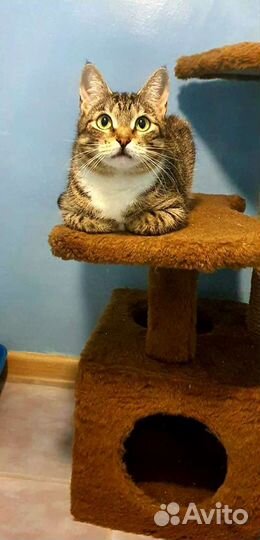 Бездомная Маруся ищет дом