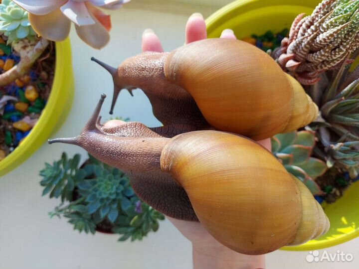 Улитки архахатины