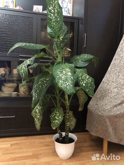 Диффенбахия