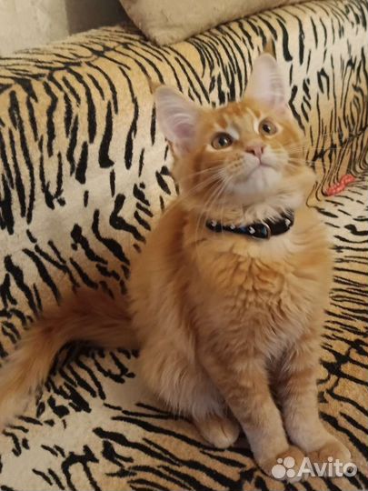 Солнечные котятки Мейн-Кунчики