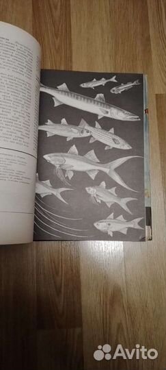 Жизнь животных