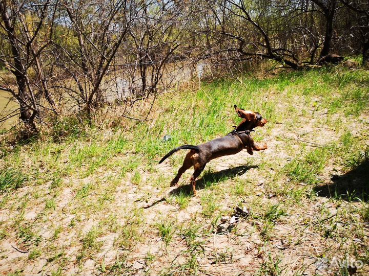 Жених такса