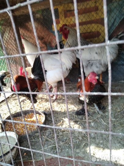 Петушки декоративные