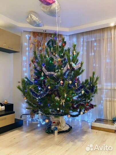 Сосна новогодняя живая
