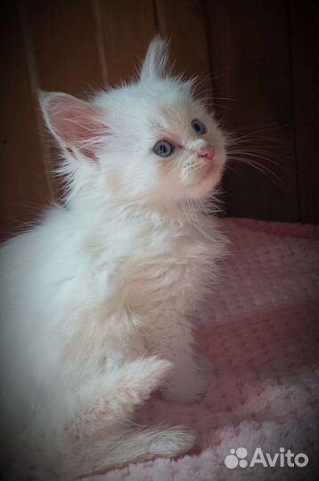 Невские котята