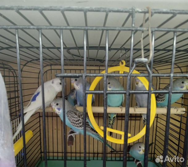 Волнистый попугай