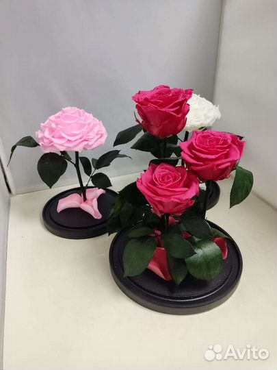 Подарок на новый год / Цветы оптом