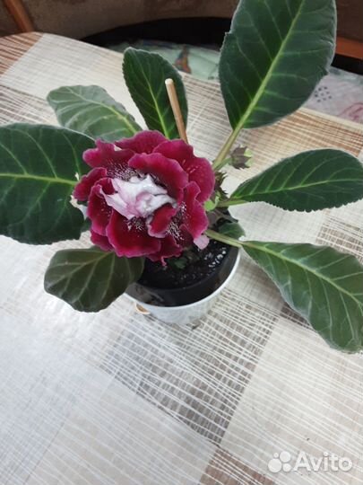 Глоксиния махровая