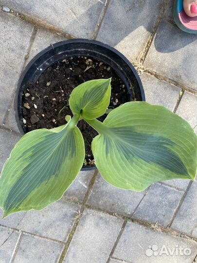 Продажа хост