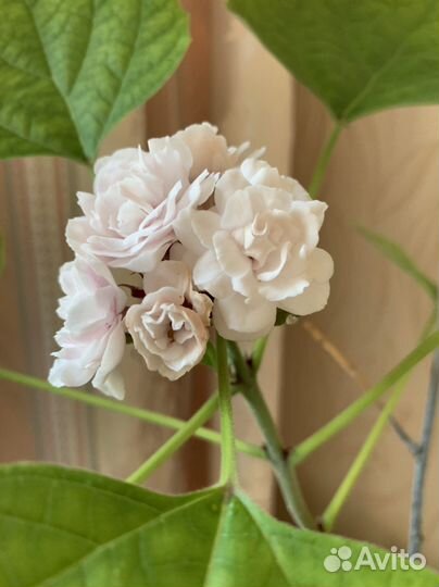 Клеродендрум филиппинский