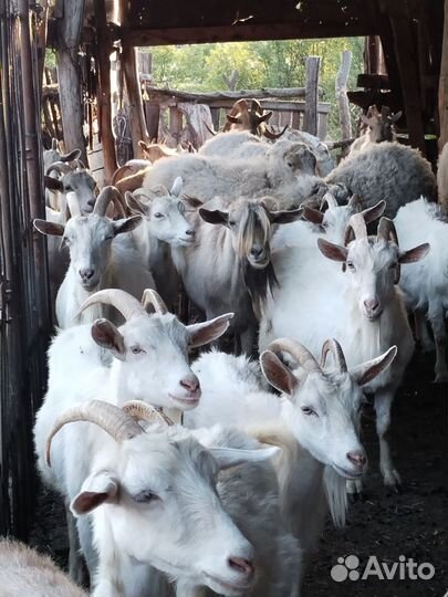 Дойные козы, козлята