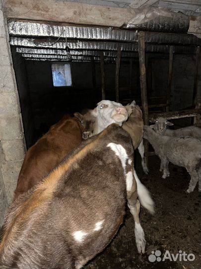 Телята пародистые семиталки 2, местныее 2