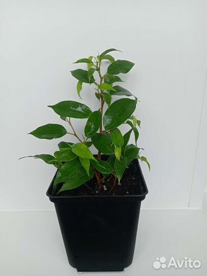 Фикус Бенджамина