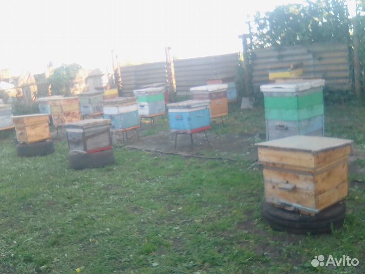 Пчелосемьи 12 рамок