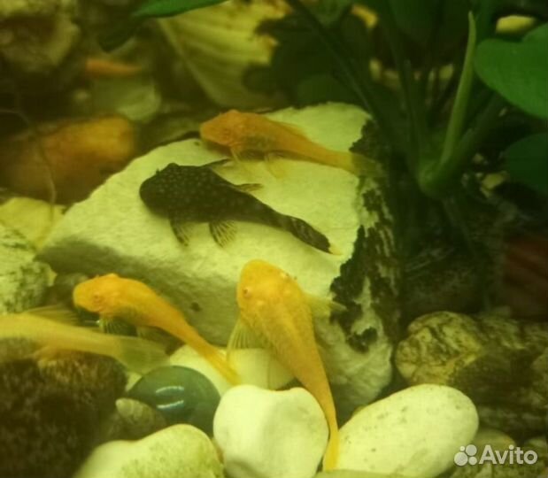Рыбки Сомики Анциструсы желтые