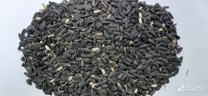 Семечка подсолнечника кормовая