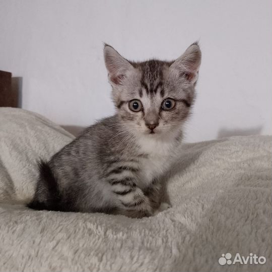 Шикарные котята