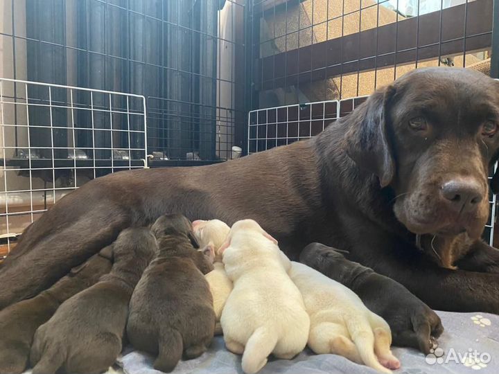 Щенки лабрадора С документами РКФ