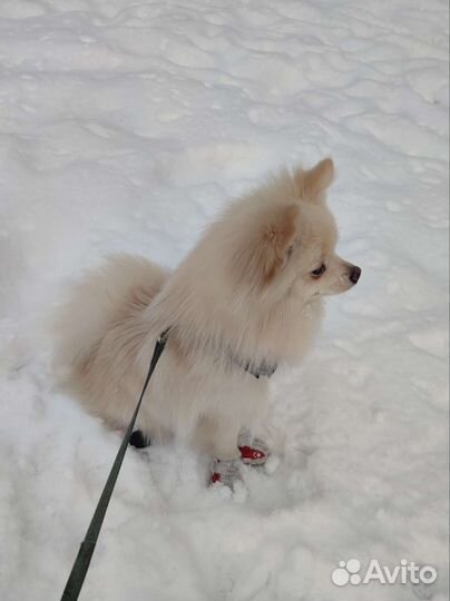 Маленькие собаки шпиц