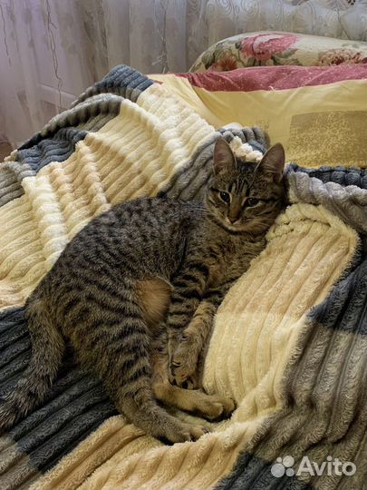 Потерялась кошка