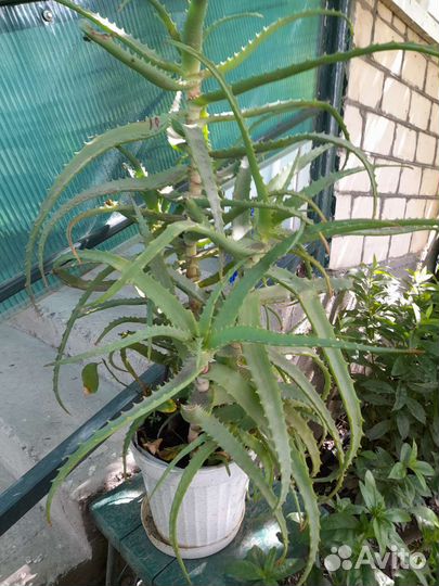 Алоэ лечебный