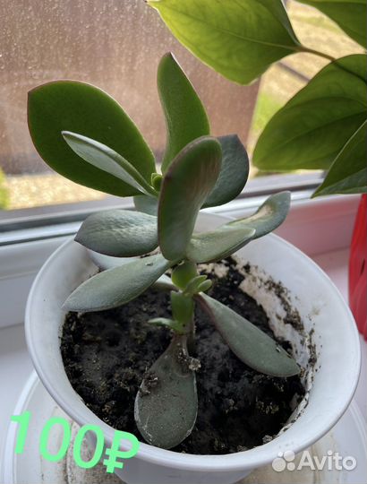 Крассула толстянка