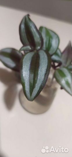 Традесканция