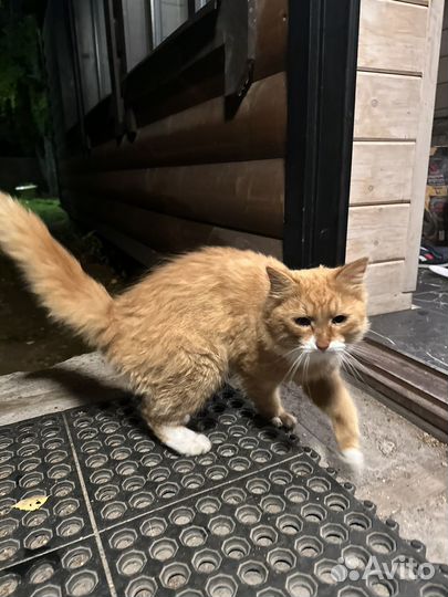 Рыжий котенок