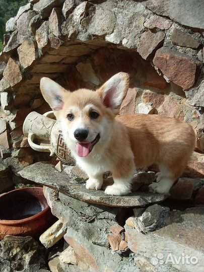 Щенки коржата