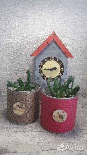 Комнатные растения. Суккуленты. Крассула Хоббит