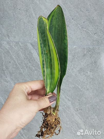 Sansevieria Masoniana Variegata Тай