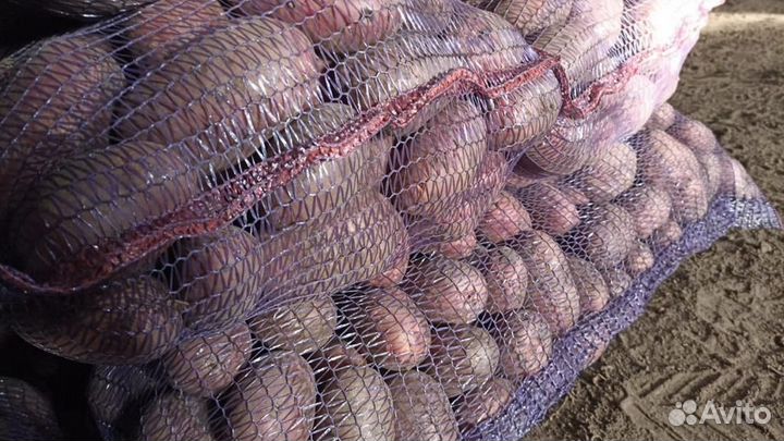 Картофель оптом