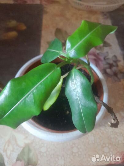 Стефанотис продаваемое растение фото 2