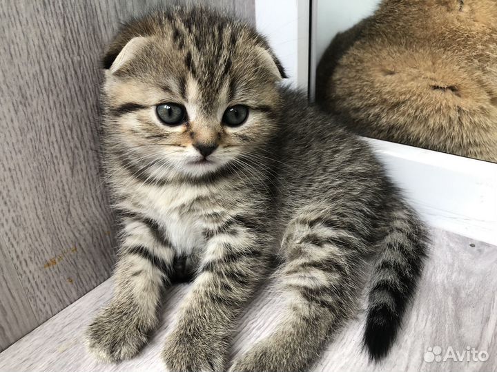 Шотландская золотая шиншилла