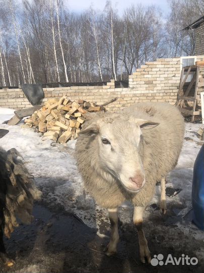 Баран катумский