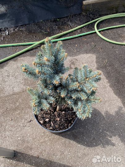 Ель глаука глобоза на штамбе