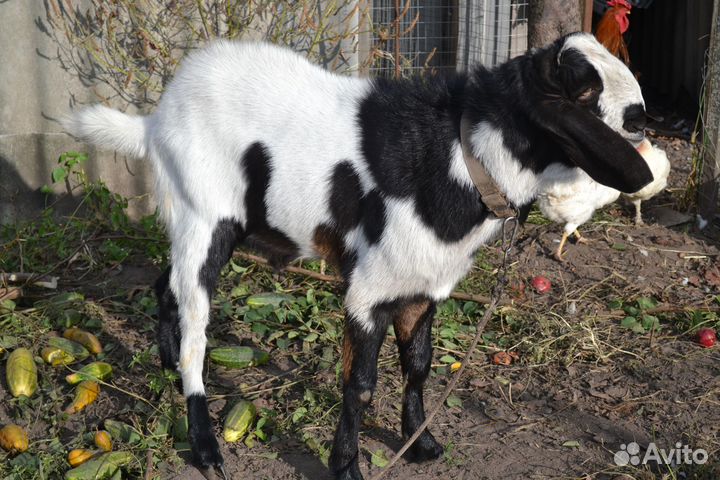 Вязка козёл