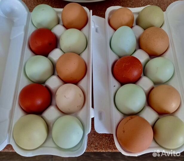 Домашние куриные яйца