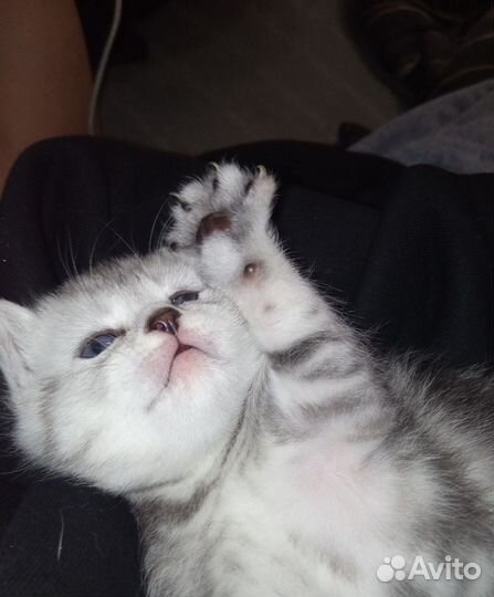 Котята британские